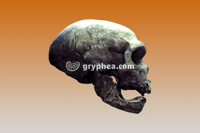 Homo Neanderthalensis (Homme de Néandertal) - crâne vu de profil - gryphea.org